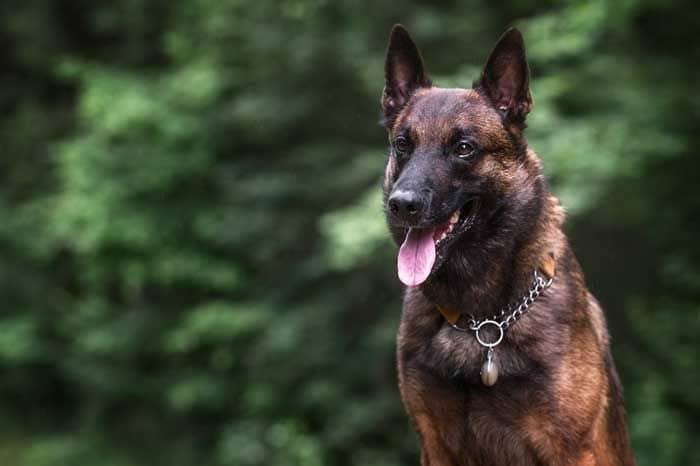 Pastor belga malinois en el bosque