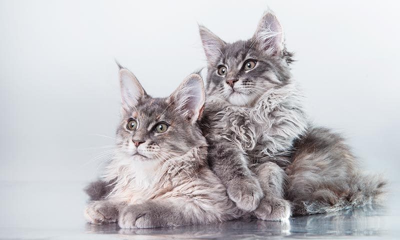 raza gato maine coon carinoso