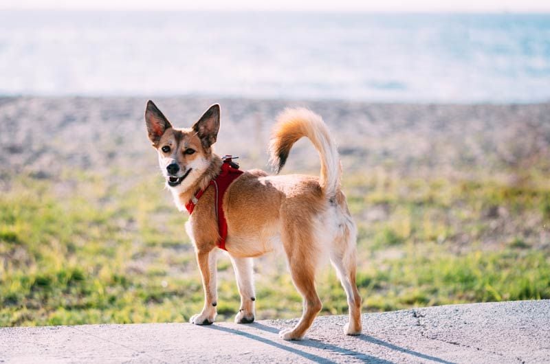 istock lundehund