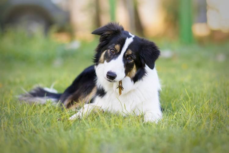 border-collie