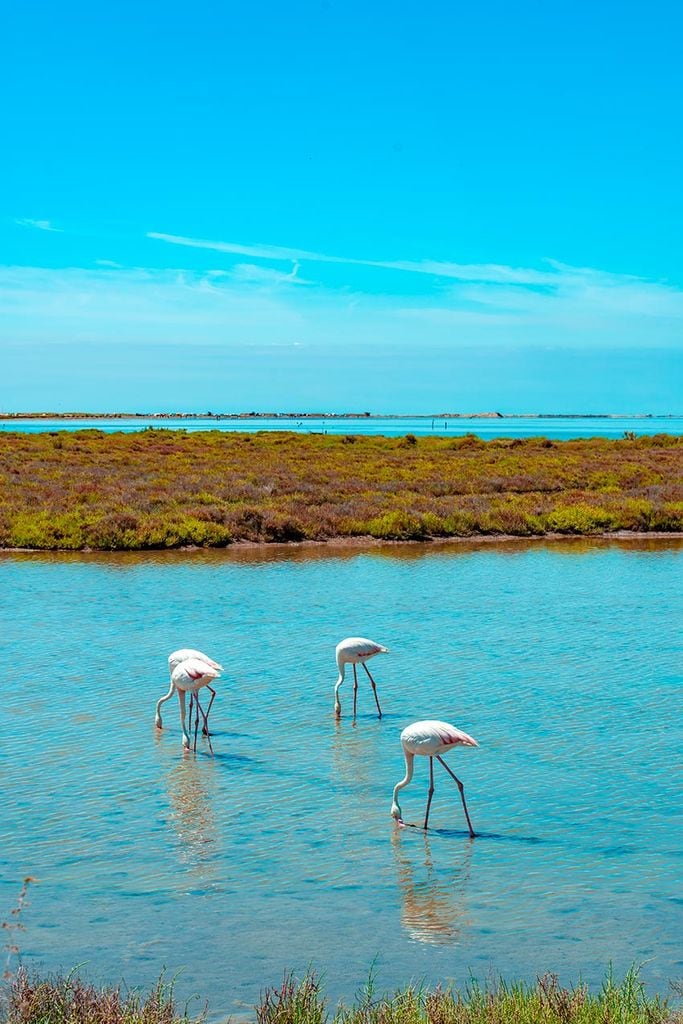 delta ebro flamencos