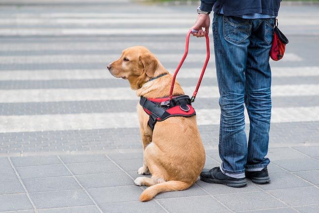 Perros guía