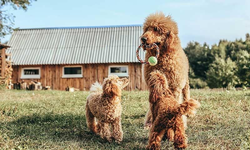 razas perro caniche personalidad