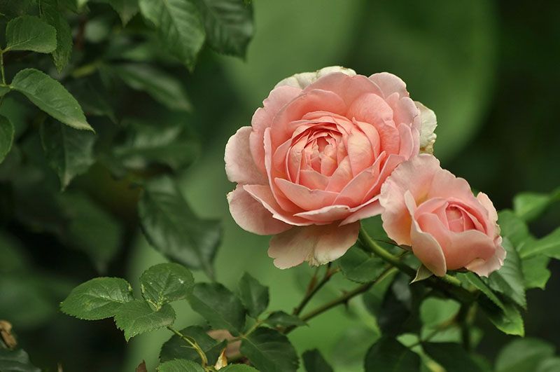 cultivar rosas 8
