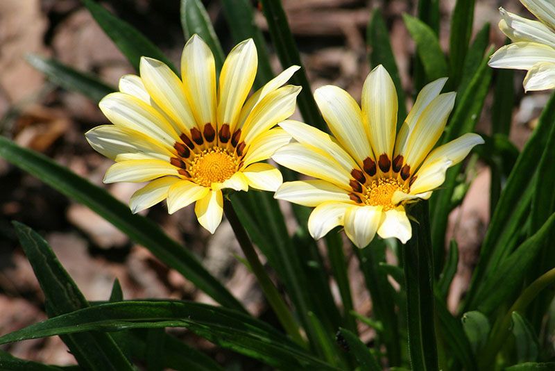 cultivo gazania 5