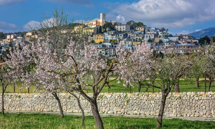 almendros en flor el pueblo de selva mallorca