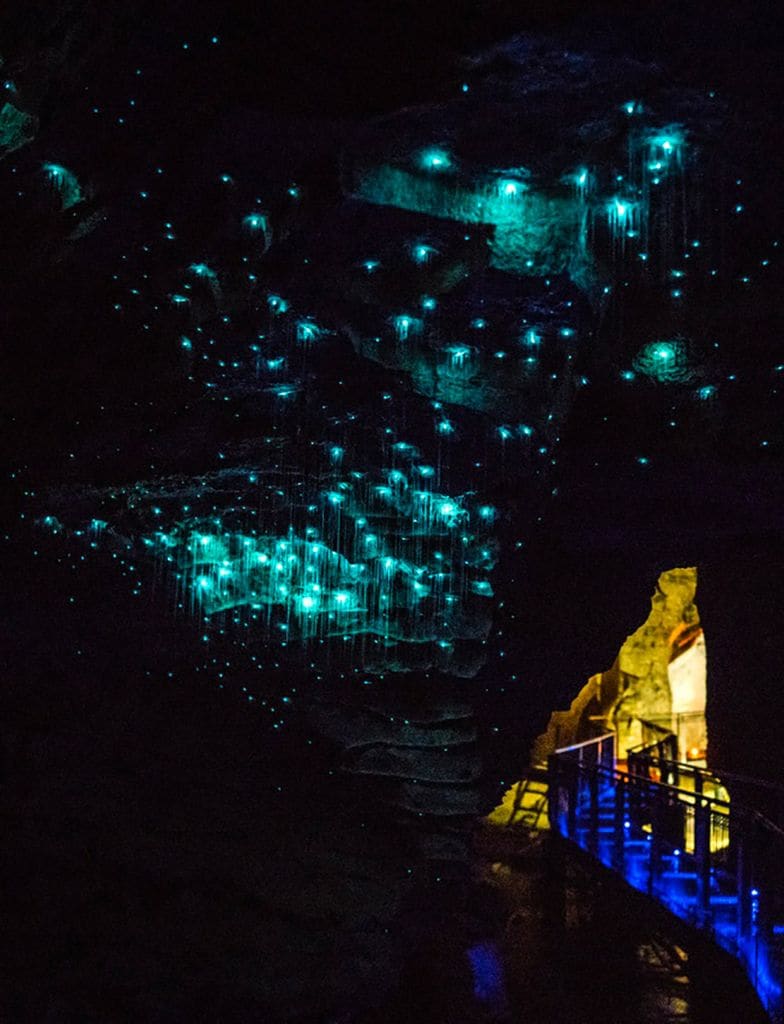 waitomo glowworms caves nueva zelanda