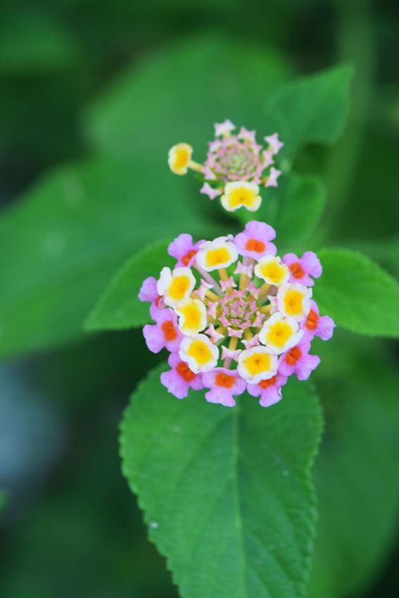 lantana arbusto otoño hola decoracion 04