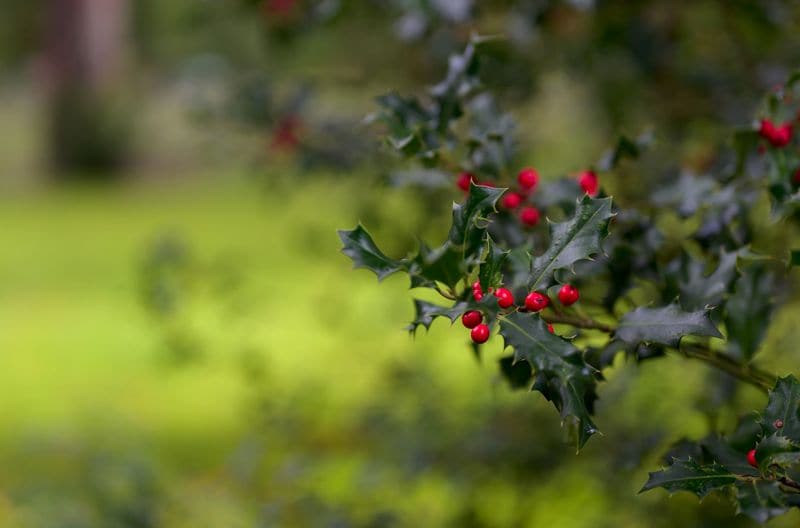 cuidados acebo ilex aquifolium hola decoracion 05