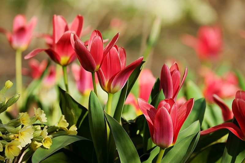 plantar tulipanes 8