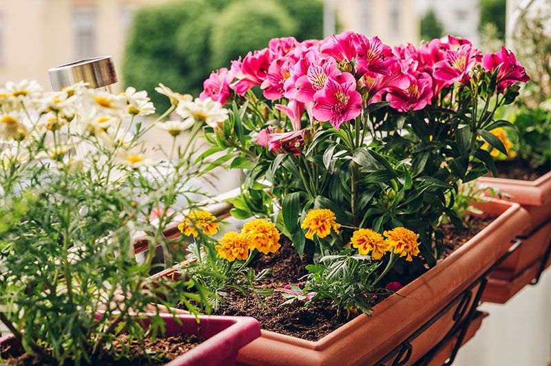 plantas balcon 1