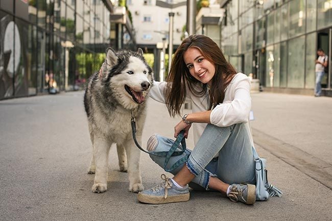 Husky Siberiano