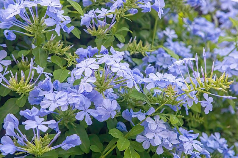 cuidados plumbago 5