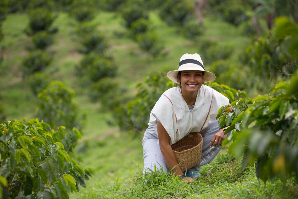 Recolectar café puede ser una de las actividades de un viaje gastronómico a Colombia