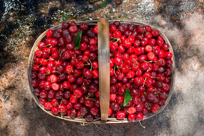 Cerezas del Jerte, Cáceres