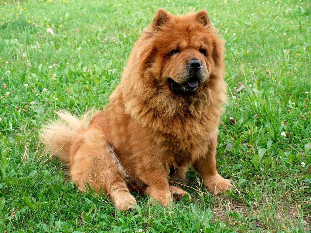 chow chow