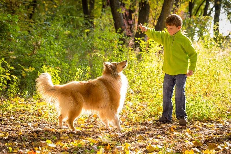 collie iStock 1055711040