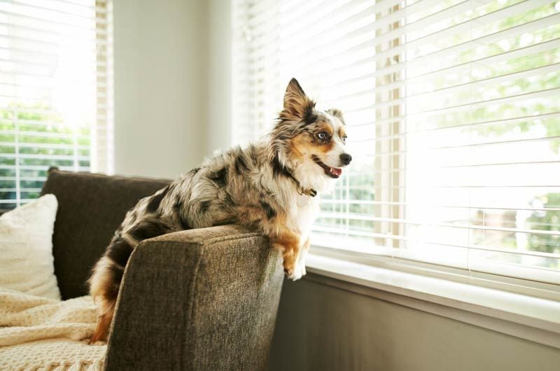 border collie ventana