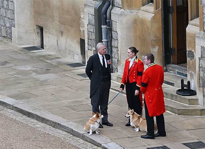 corgies-getty3