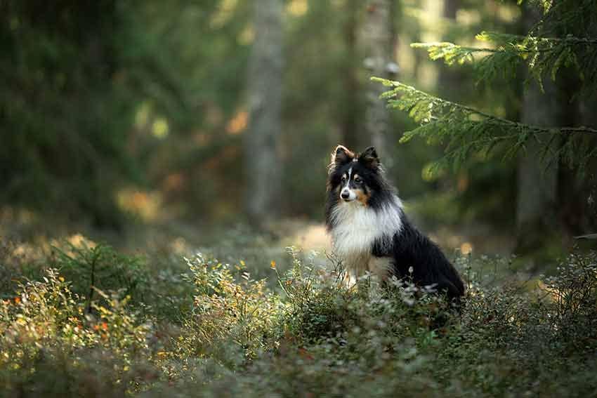 06 razas de perro elegantes