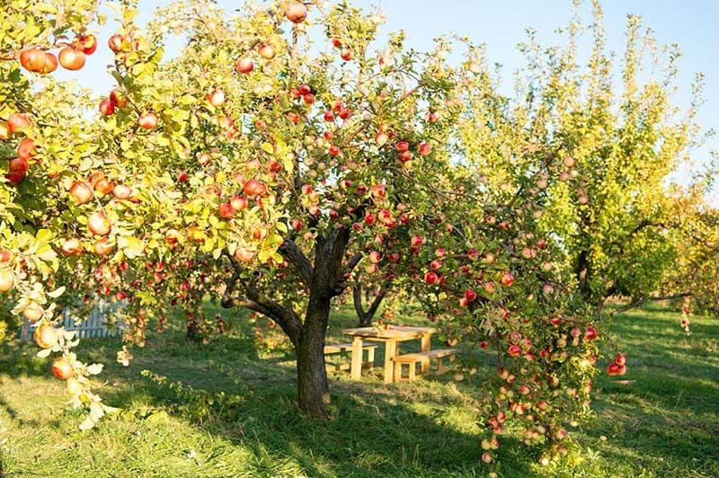 arboles frutales invierno 2