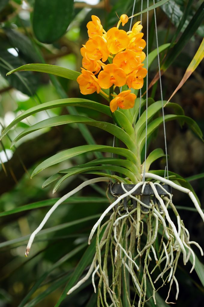 Orquídea Vanda de flor anaranjada