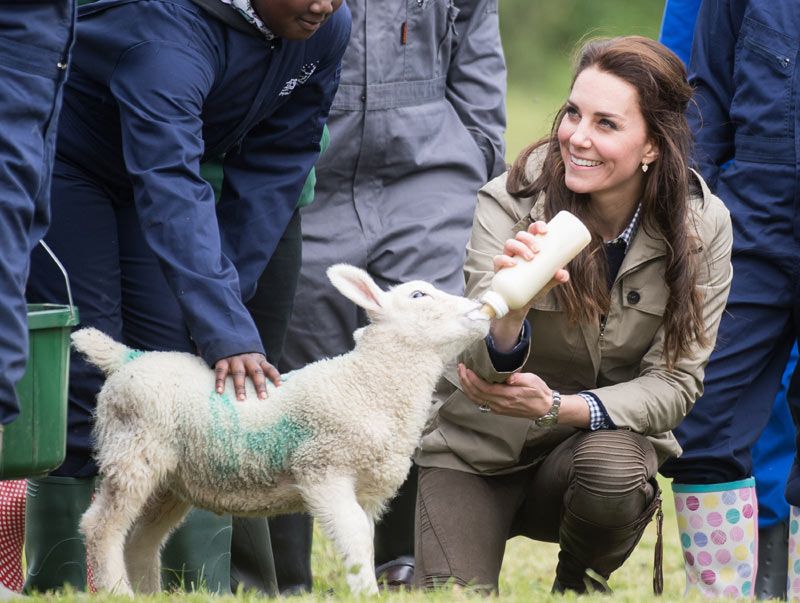 Kate Middleton con un cordero