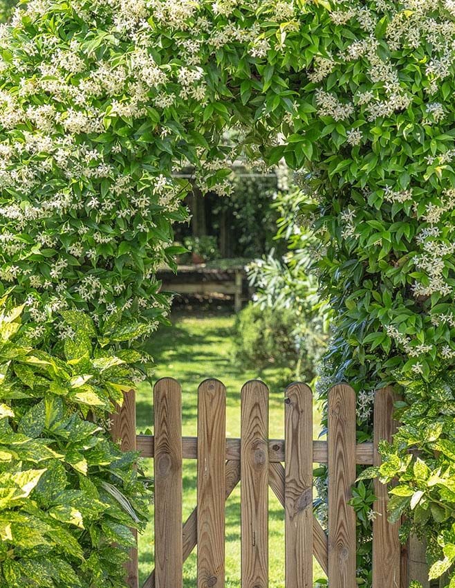 plantas jardin mediterraneo 5