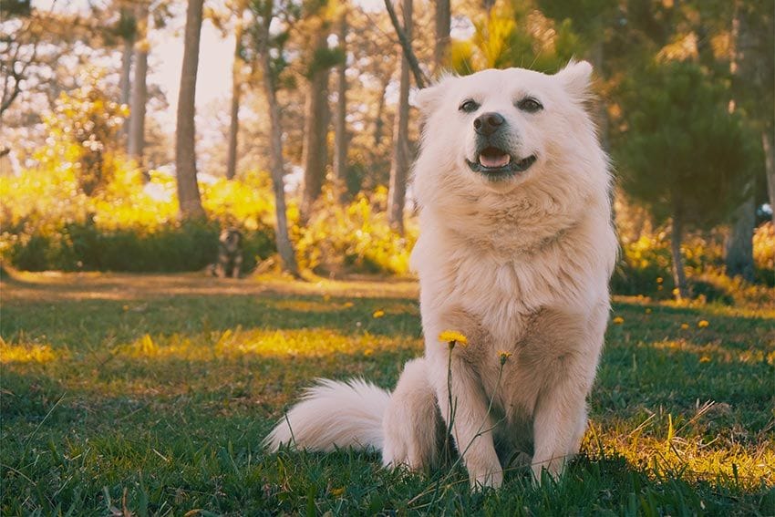 pastormaremma guardian