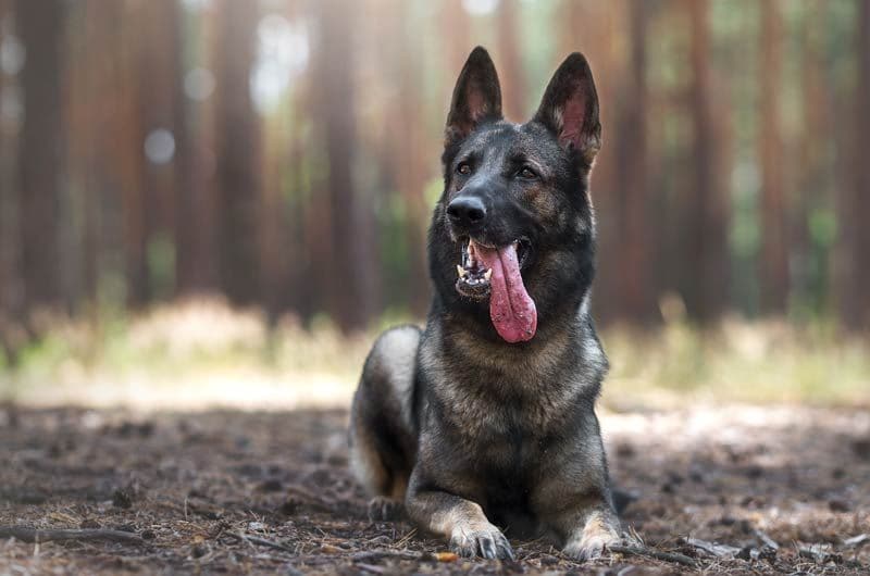 perro lengua fuera