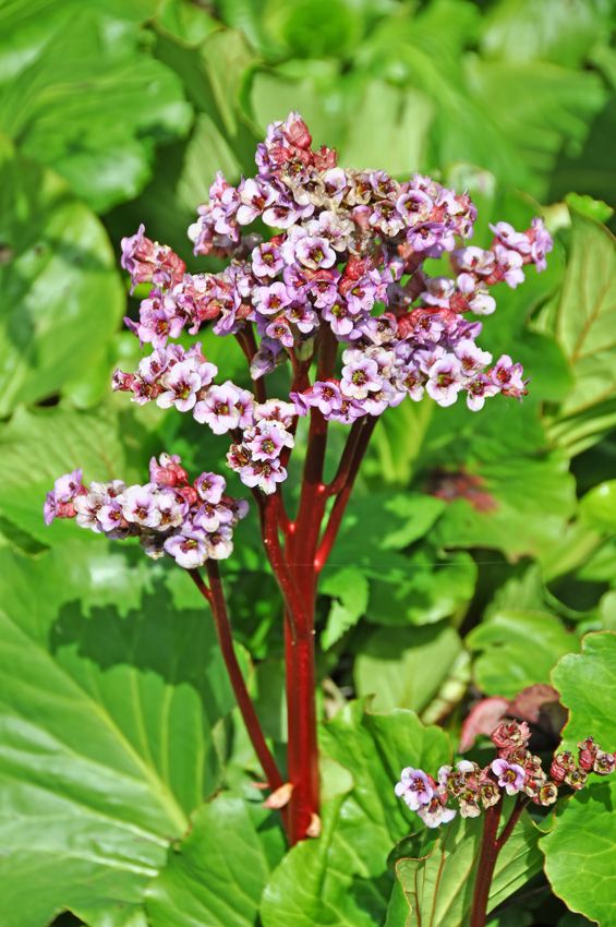 cultivo hortensia invierno bergenia hola decoracion 08