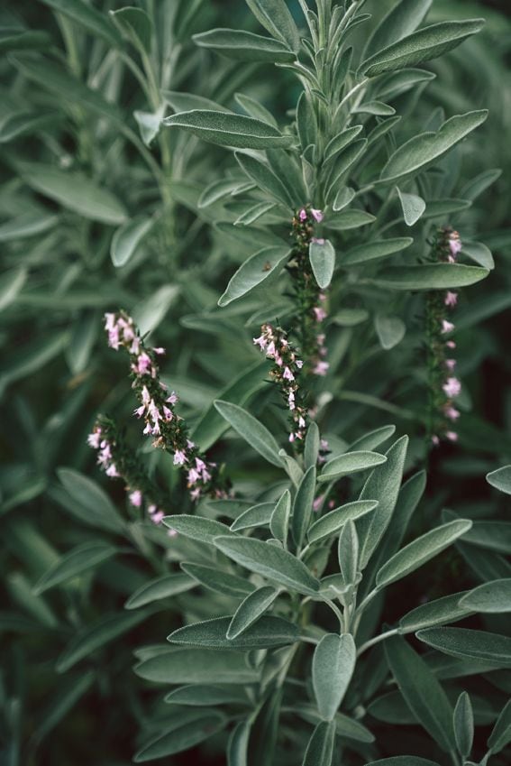 cultivo cuidados salvia hierba aromatica mediterranea hola decoracion 09