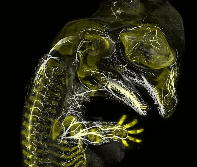 alligator embryo