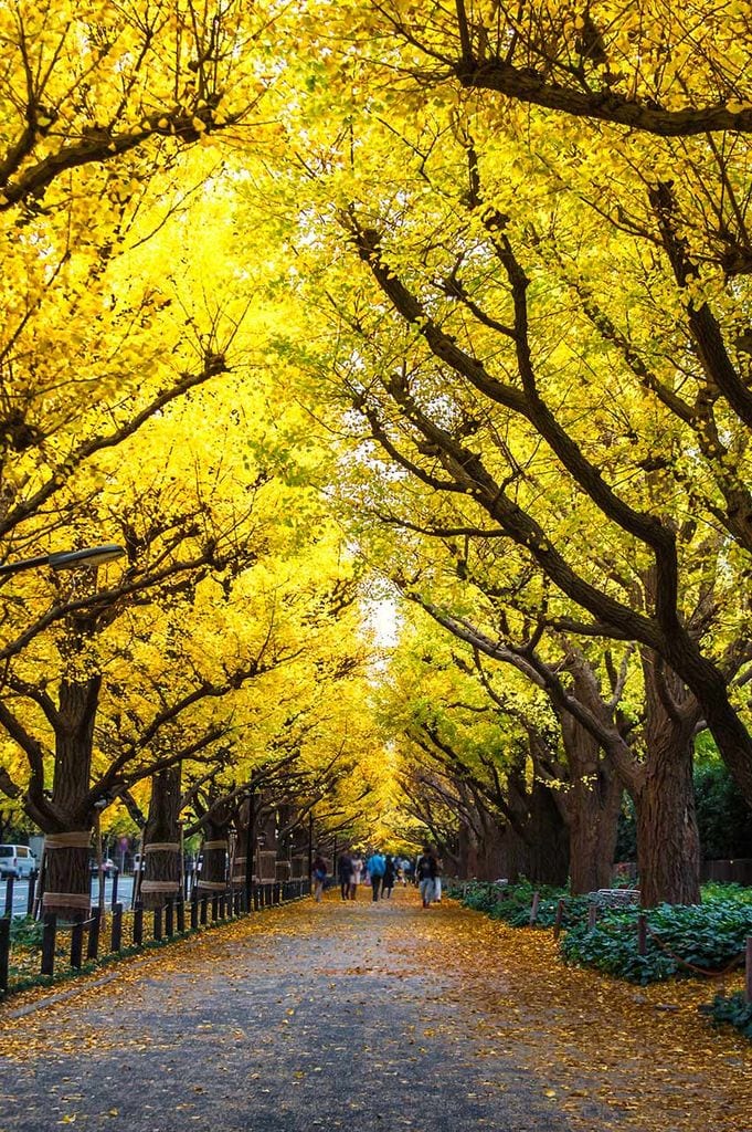 meiji jingu gaien 5a