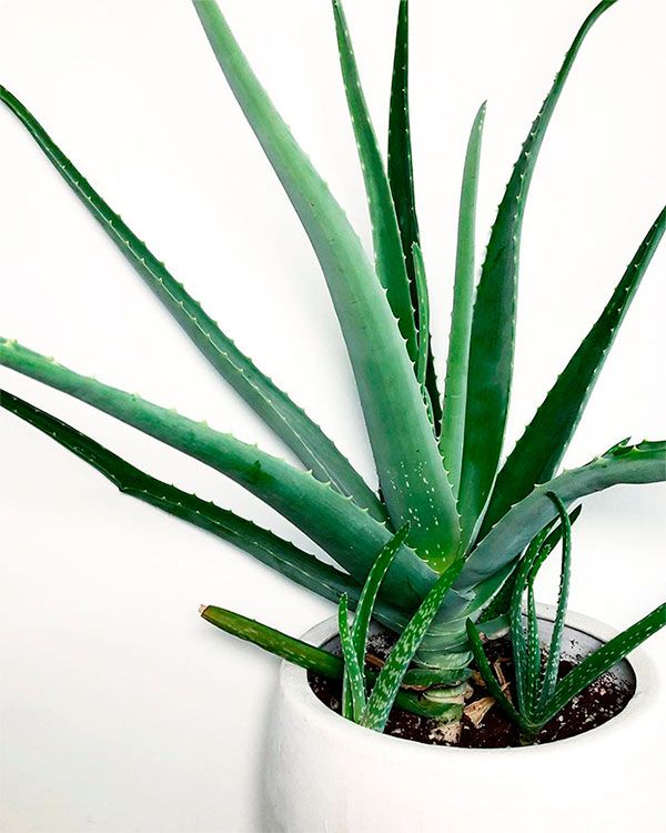 aloe vera