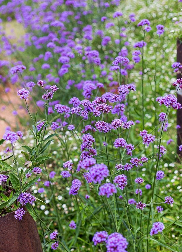 verbena bonariensis 1