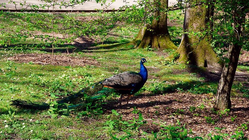 Pavo Real en el parque Cristina Enea, Donostia