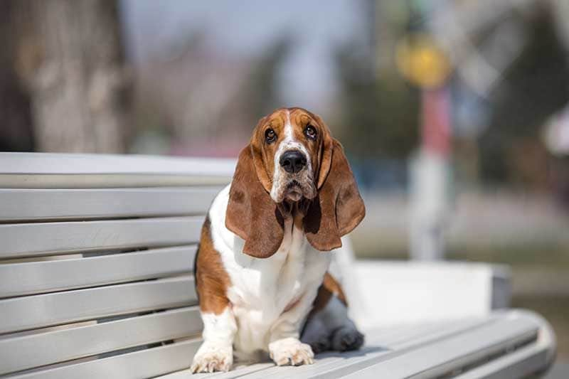 bassethound AdobeStock_278066236