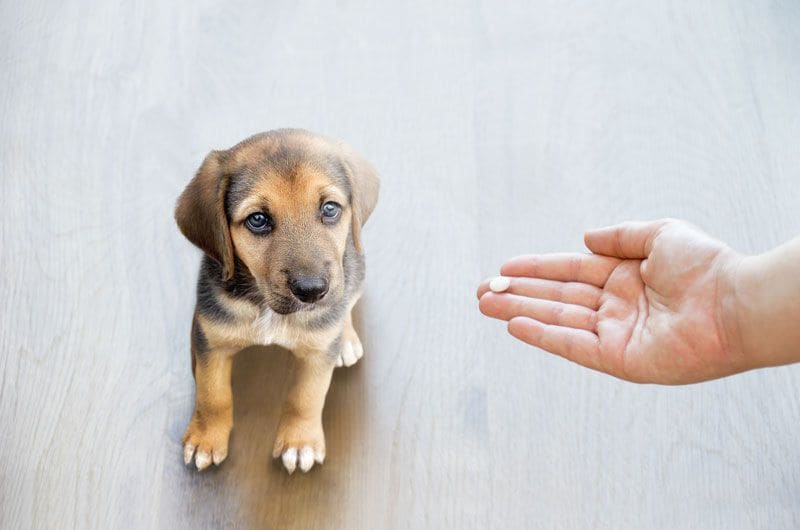 perro pastilla