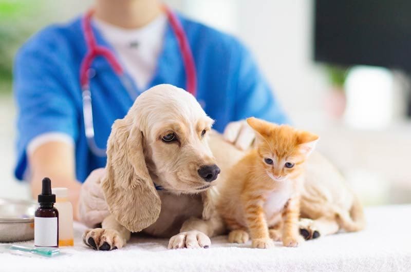 perro y gato veterinario