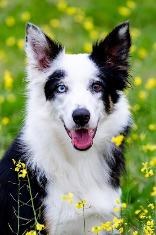 ojos bicolor