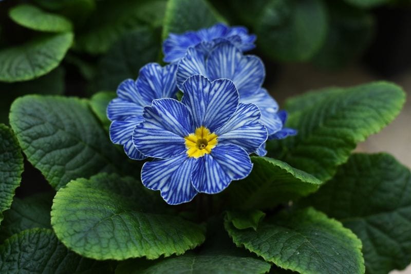 Primula obconica acaulis hola decoracion 01