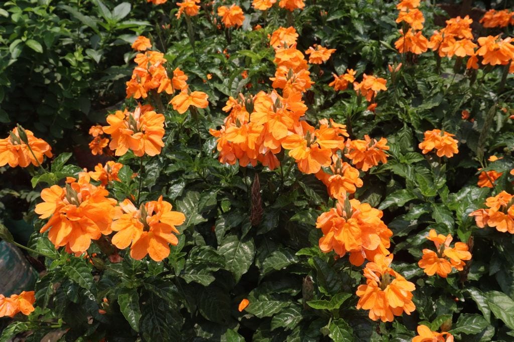 Crossandra infundibuliformis