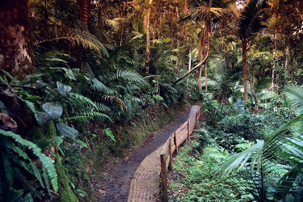 EL Yunque Rio Grande