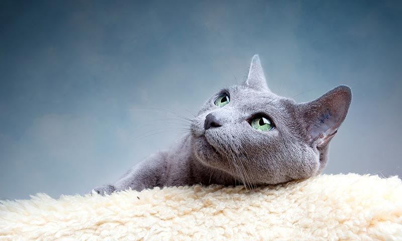 russian blue