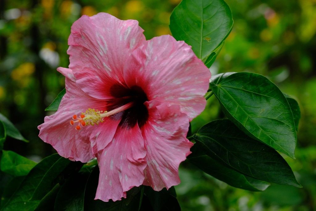 Hibisco