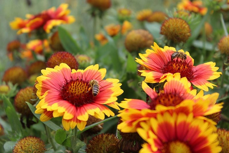 cuidados gaillardia 02a