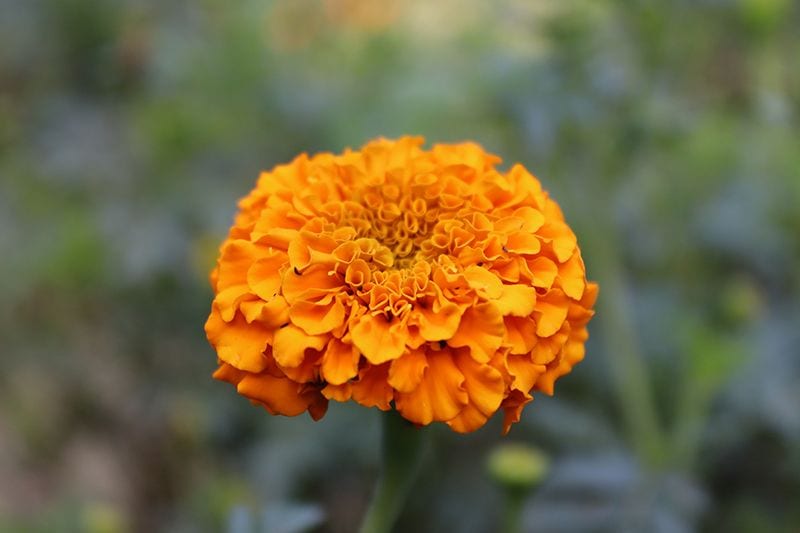 como cuidar tagetes 07a