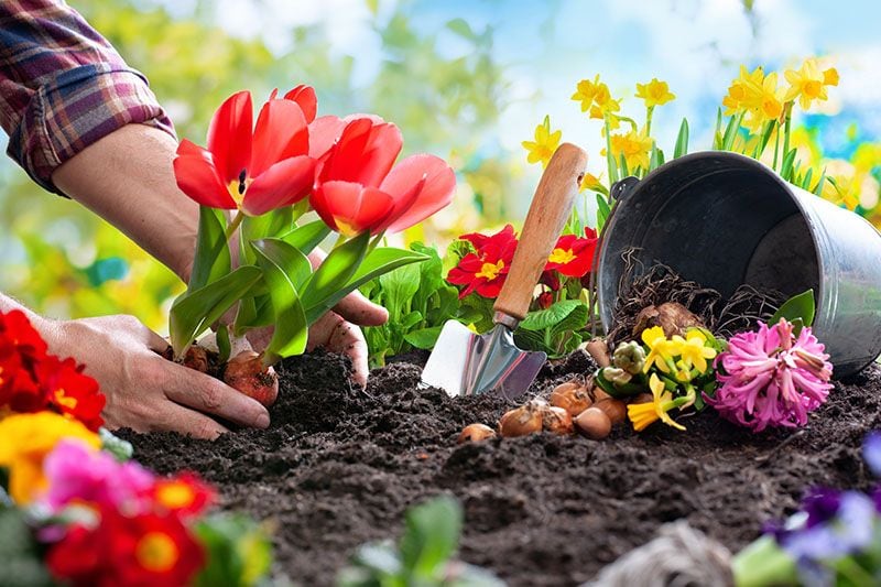 cuidados jardin primavera 1