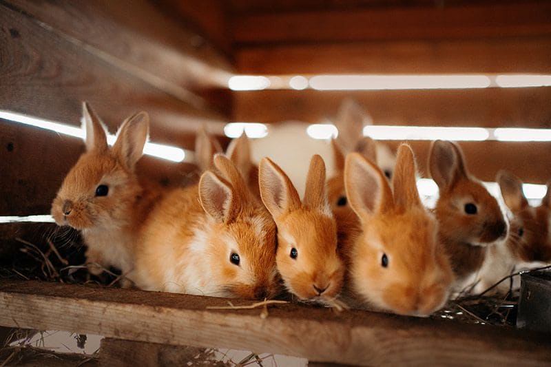 09 consejos mejorar salud comportamiento conejos